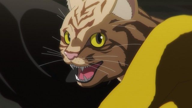 Everything Becomes Cat