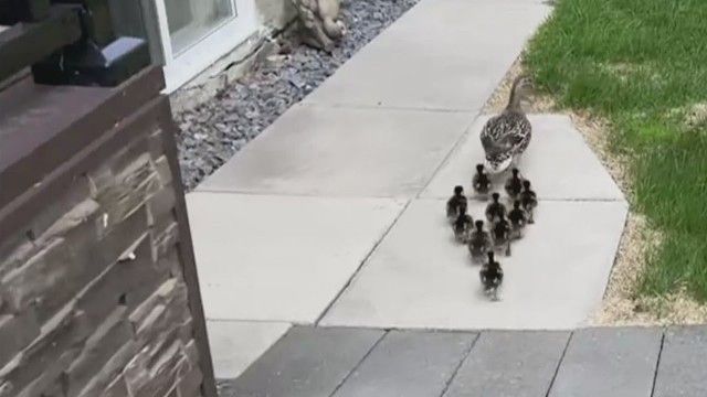 Lawn and Order 