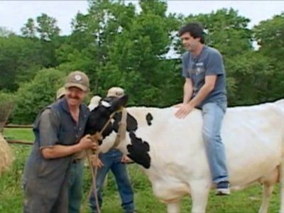 Who Can Sit On a Cow the Longest?