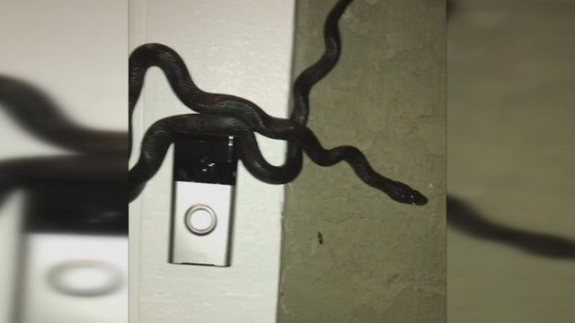 Spying Stranger 