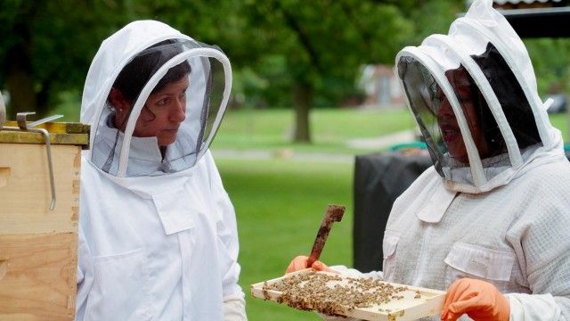 Beehives 101, Step Stool