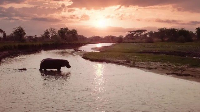 Katavi: Africa's Fallen Paradise, Salvation