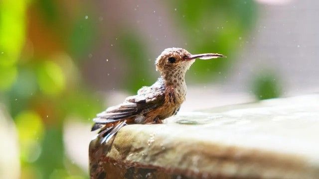 Hummingbirds of Hollywood