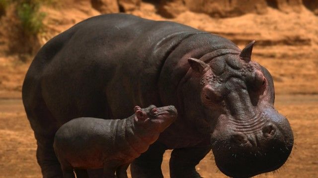 Hippopotamus amphibius