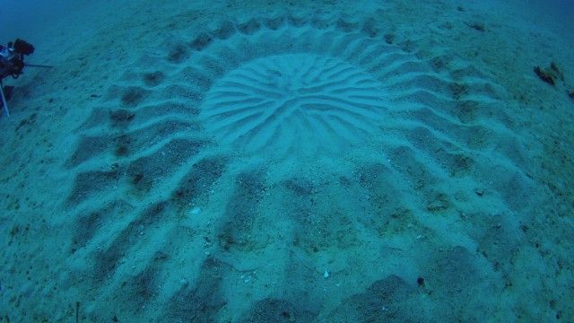 Infrared UFO Attack, Human Bear, & Underwater Crop Circles
