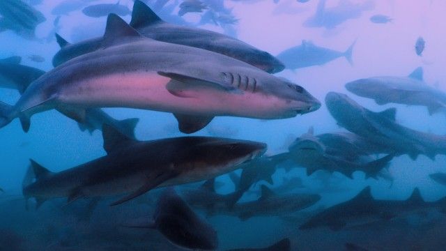 Land of the Rising Sharks