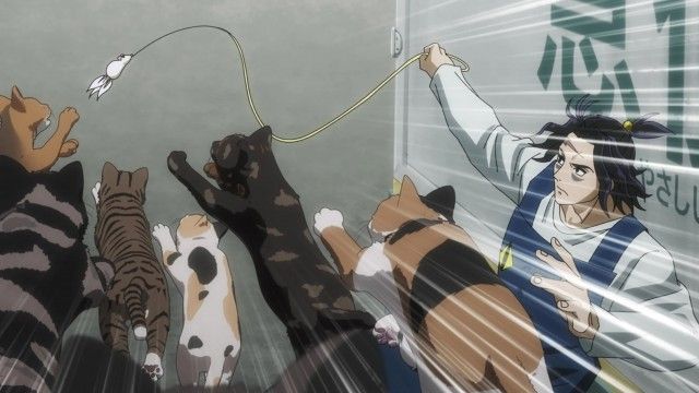 Tonight the Cats Steal the Stars