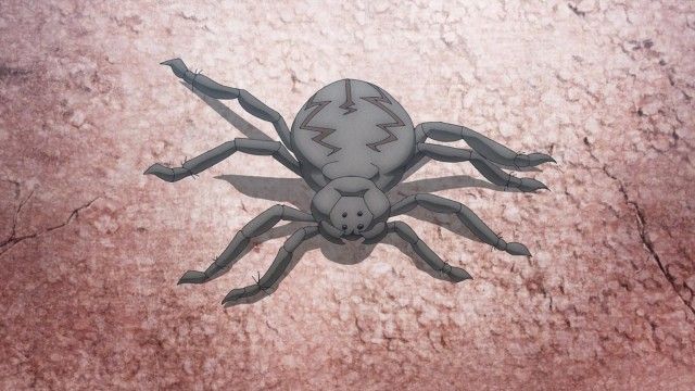 Spider