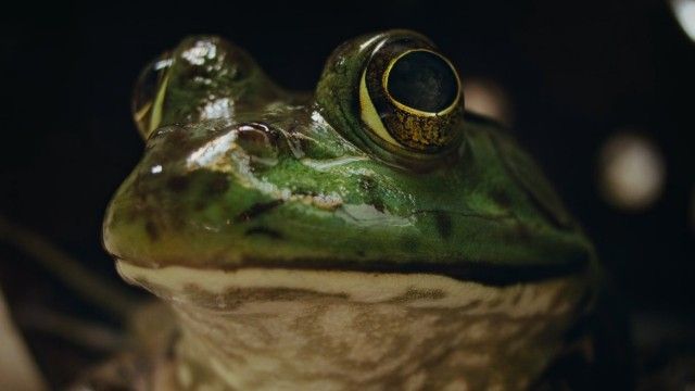 Chapter Two: The Cabin