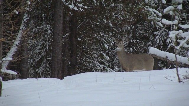 Tom Oar's Secrets From the Wild