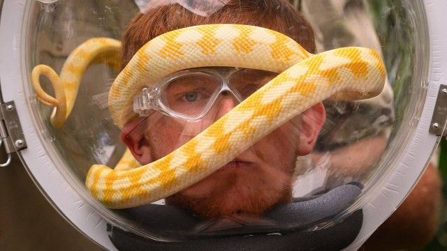 Rat Race / Bushtucker Bonanza / Helmets of Hell