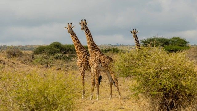 To see through someone else’s lens