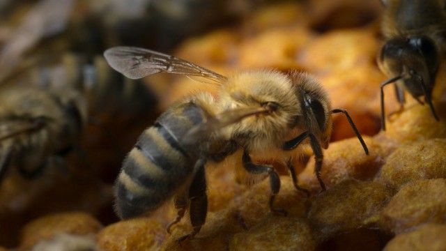 The Hive