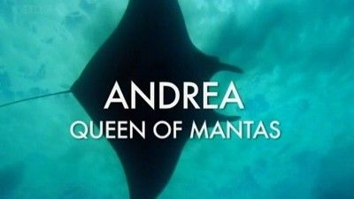 Andrea - Queen Of Mantas