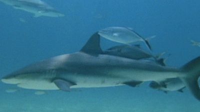 The Secret World of Sharks and Rays