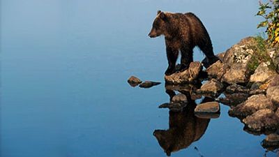 Walking with Giants: The Grizzlies of Siberia