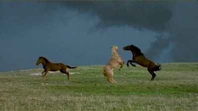 Cloud: Challenge of the Stallions