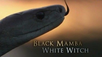 Black Mamba, White Witch