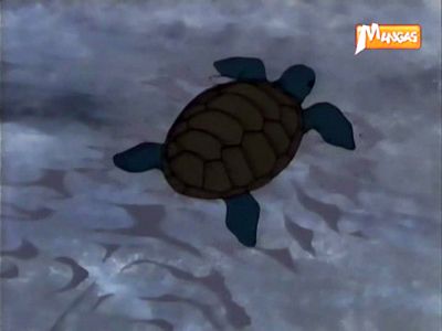 Baby Turtle