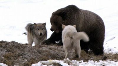 Clash: Encounters of Bears and Wolves