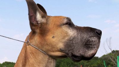 Bloodhound, Yorkshire Terrier, Great Dane, Shih Tzu, Rhodesian Ridgeback