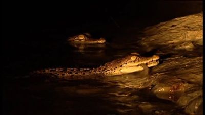 Invasion Of The Crocodiles