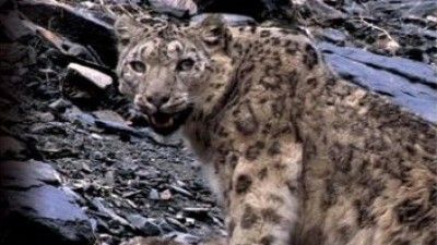 Snow Leopard - Beyond The Myth