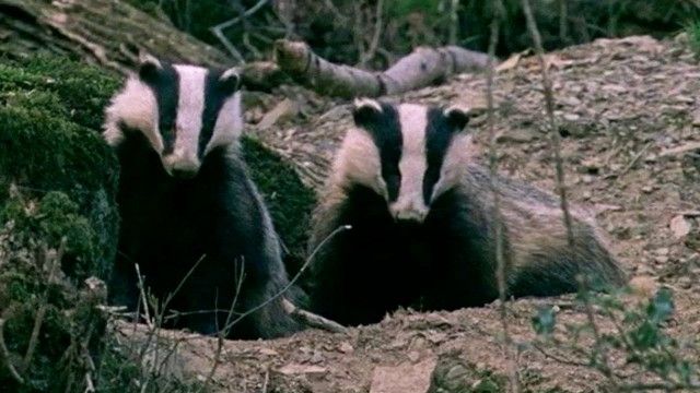 Badgers - Secrets of the Sett