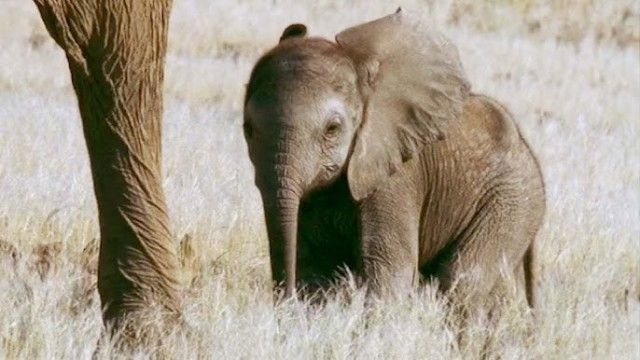 Elephant Nomads of the Namib Desert