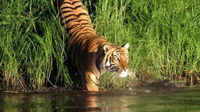 Man-Eating Tigers of the Sundarbans