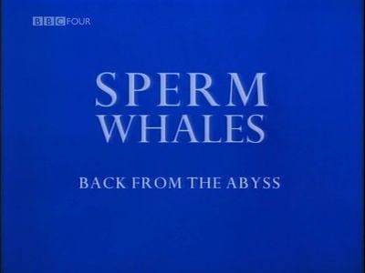 Sperm Whales: Back From the Abyss