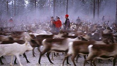 On the Path of the Reindeer