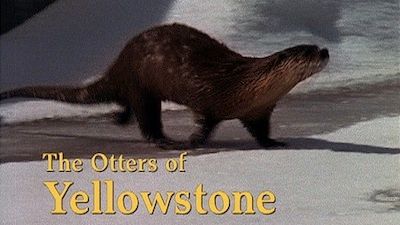 The Otters of Yellowstone