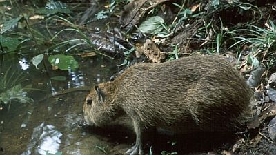 Capybara: Swamp Hogs