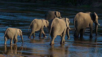 Elephants of the Sand River