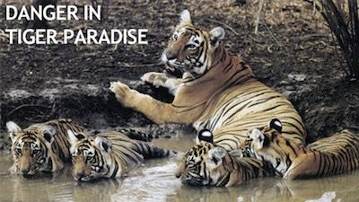 Danger in Tiger Paradise