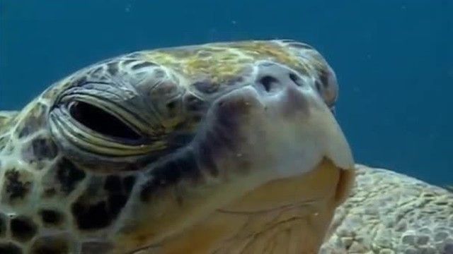 A Turtle's Guide to the Pacific