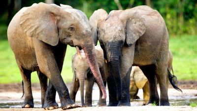 Forest Elephants: Rumbles in the Jungle