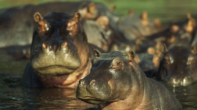 Hippo: Africa's River Beast