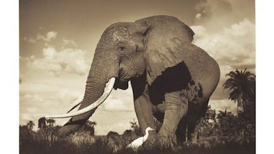 Echo - An Unforgettable Elephant