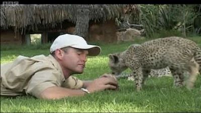 Cheetahs: Fast Track to Freedom