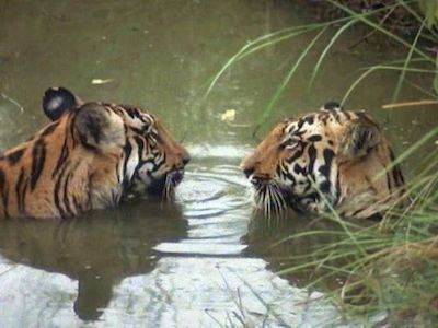 India, Land of the Tiger: Sacred Waters