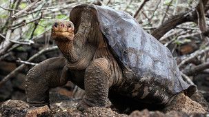 Lonesome George and the Battle for Galapagos