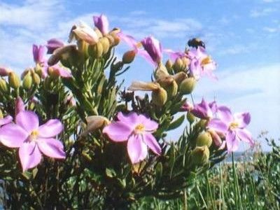 Flowering