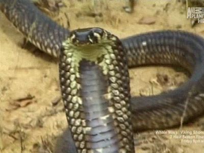 Africa's Deadliest Snakes