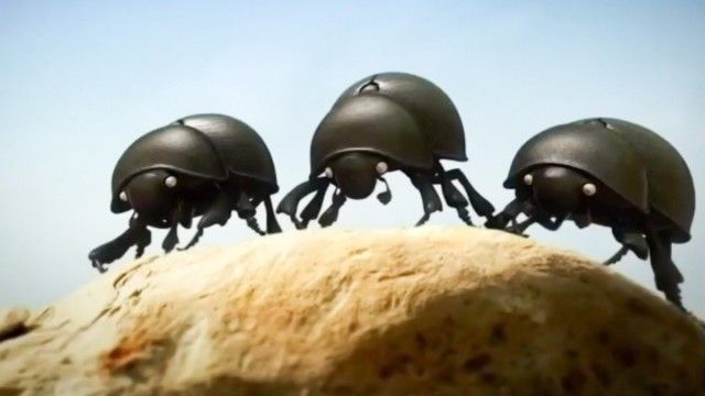 The Dung Beetle Battle