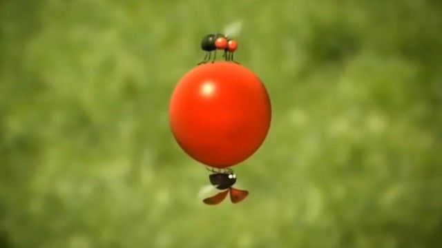 Cherry Tomato