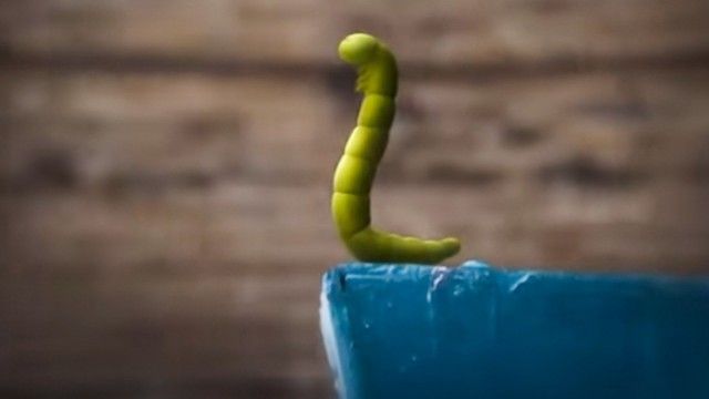 The Caterpillar Who Wanted to See the Ocean