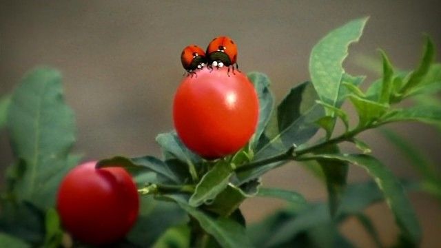 The Right Seed