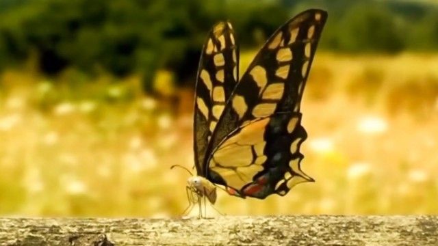 City Caterpillar Butterfly Of The Fields